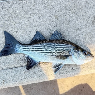Private Fishing Charters